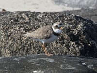 Charadrius hiaticula 44, Bontbekplevier, Saxifraga-Willem van Kruijsbergen