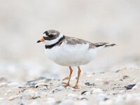 Charadrius hiaticula 47, Bontbekplevier, Saxifraga-Luc Hoogenstein