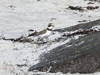 Charadrius hiaticula 51, Bontbekplevier, Saxifraga-Willem van Kruijsbergen