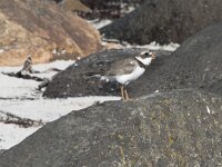 Charadrius hiaticula 52, Bontbekplevier, Saxifraga-Willem van Kruijsbergen