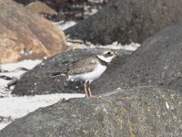 Charadrius hiaticula 53, Bontbekplevier, Saxifraga-Willem van Kruijsbergen