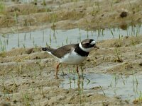 Charadrius hiaticula 6, Bontbekplevier, Saxifraga-Marijke Verhagen