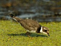 Charadrius hiaticula 9, Bontbekplevier, juvenile, Saxifraga-Piet Munsterman