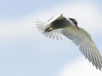 Chlidonias hybridus 10, Witwangstern, Saxifraga-Mark Zekhuis