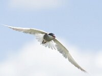 Chlidonias hybridus 11, Witwangstern, Saxifraga-Mark Zekhuis