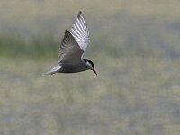 Chlidonias hybridus 15, Witwangstern, Saxifraga-Luc Hoogenstein