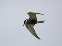Chlidonias hybridus 18, Witwangstern, Saxifraga-Bart Vastenhouw