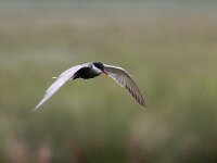 Chlidonias hybridus 19, Witwangstern, Saxifraga-Bart Vastenhouw