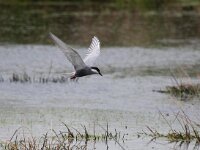 Chlidonias hybridus 22, Witwangstern, Saxifraga-Bart Vastenhouw