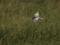 Chlidonias hybridus 24, Witwangstern, Saxifraga-Bas Klaver