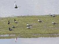 Chlidonias hybridus 26, Witwangstern, Saxifraga-Mark Zekhuis