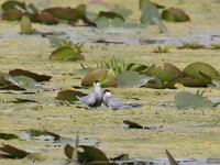 Chlidonias hybridus 29, Witwangstern, Saxifraga-Henk Baptist