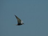 Chlidonias hybridus 3, Witwangstern, Saxifraga-Jan van der Straaten