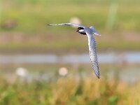Chlidonias hybridus 30, Witwangstern, Saxifraga-Bart Vastenhouw