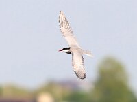Chlidonias hybridus 32, Witwangstern, Saxifraga-Bart Vastenhouw