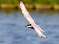 Chlidonias hybridus 33, Witwangstern, Saxifraga-Bart Vastenhouw