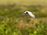 Chlidonias hybridus 34, Witwangstern, Saxifraga-Bart Vastenhouw