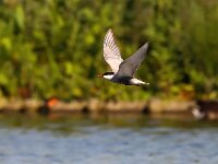 Chlidonias hybridus 35, Witwangstern, Saxifraga-Bart Vastenhouw