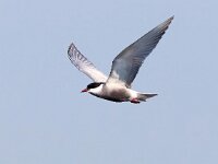 Chlidonias hybridus 38, Witwangstern, Saxifraga-Bart Vastenhouw