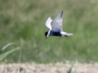 Chlidonias hybridus 44, Witwangstern, Saxifraga-Bart Vastenhouw
