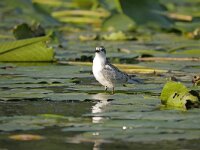 Chlidonias hybridus 47, Witwangstern, Saxifraga-Tom Heijnen