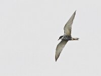 Chlidonias hybridus 48, Witwangstern, Saxifraga-Tom Heijnen