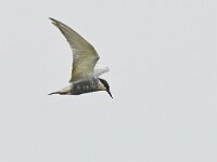 Chlidonias hybridus 49, Witwangstern, Saxifraga-Tom Heijnen