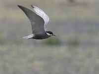 Chlidonias hybridus 6, Witwangstern, Saxifraga-Luc Hoogenstein
