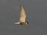 Chlidonias hybridus 9, Witwangstern, Saxifraga-Luc Hoogenstein