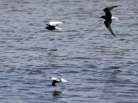 Chlidonias leucopterus 10, Witvleugelstern, Saxifraga-Mark Zekhuis