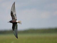 Chlidonias leucopterus 14, Witvleugelstern, Saxifraga-Jelmer Reyntjes : Chlidonias leucopterus, witvleugelstern