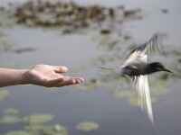 Loslaten geringde Zwarte stern  Releasing a just ringed/banded Black Tern (Chlidonias niger), Holland : band banding, bird migration, Black tern, Chlodonias niger, color, colour, Dutch, Europe European, Holland, horizontal, nature natural, Netherlands, ring ringing