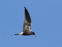 Chlidonias niger 15, Zwarte stern, Saxifraga-Luc Hoogenstein : zwarte stern