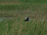 Chlidonias niger 2, Zwarte stern, Saxifraga-Arie de Knijff