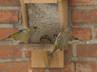 Chloris chloris 16, Groenling, male, Saxifraga-Willem van Kruijsbergen
