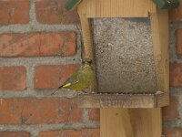 Chloris chloris 17, Groenling, male, Saxifraga-Willem van Kruijsbergen