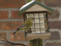 Chloris chloris 18, Groenling, male, Saxifraga-Willem van Kruijsbergen