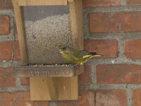 Chloris chloris 19, Groenling, male, Saxifraga-Willem van Kruijsbergen