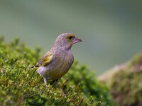 Groenling  Geelgors bij vogelhut Garderen : Chloris chloris