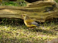 Chloris chloris 23, Groenling, male, Saxifraga-Piet Munsterman