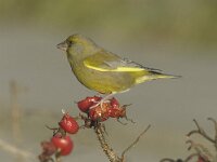 Chloris chloris 4, Groenling, Saxifraga-Piet Munsterman
