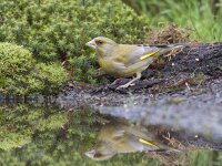 Chloris chloris 5, Groenling, Saxifraga-Mark Zekhuis