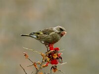Chloris chloris 7, Groenling, juvenile, Saxifraga-Piet Munsterman