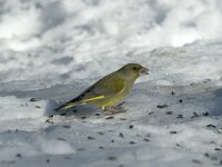 Chloris chloris 8, Groenling, male, Saxifraga-Jan van der Straaten