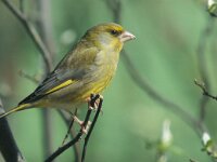 Chloris chloris 9, Groenling, Saxifraga-Janus Verkerk