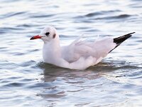 Chroicocephalus ridibundus 103, Kokmeeuw, Saxifraga-Bart Vastenhouw