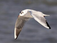 Chroicocephalus ridibundus 105, Kokmeeuw, Saxifraga-Bart Vastenhouw
