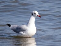 Chroicocephalus ridibundus 107, Kokmeeuw, Saxifraga-Bart Vastenhouw