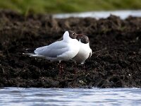 Chroicocephalus ridibundus 109, Kokmeeuw, Saxifraga-Bart Vastenhouw