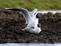 Chroicocephalus ridibundus 115, Kokmeeuw, Saxifraga-Bart Vastenhouw